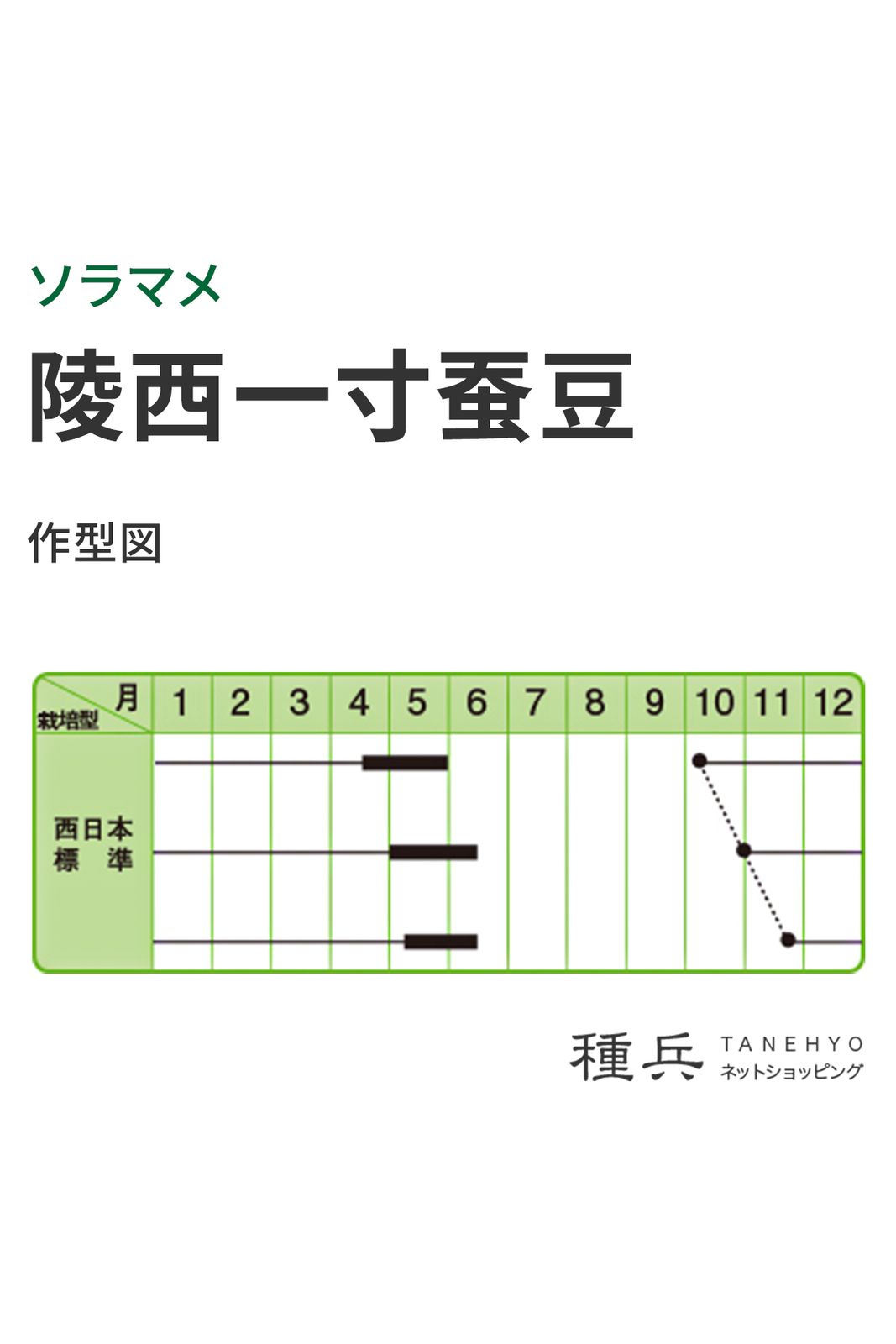 ソラマメ 種 『陵西一寸蚕豆』 中原採種場 | たね,果菜の種,ソラマメ