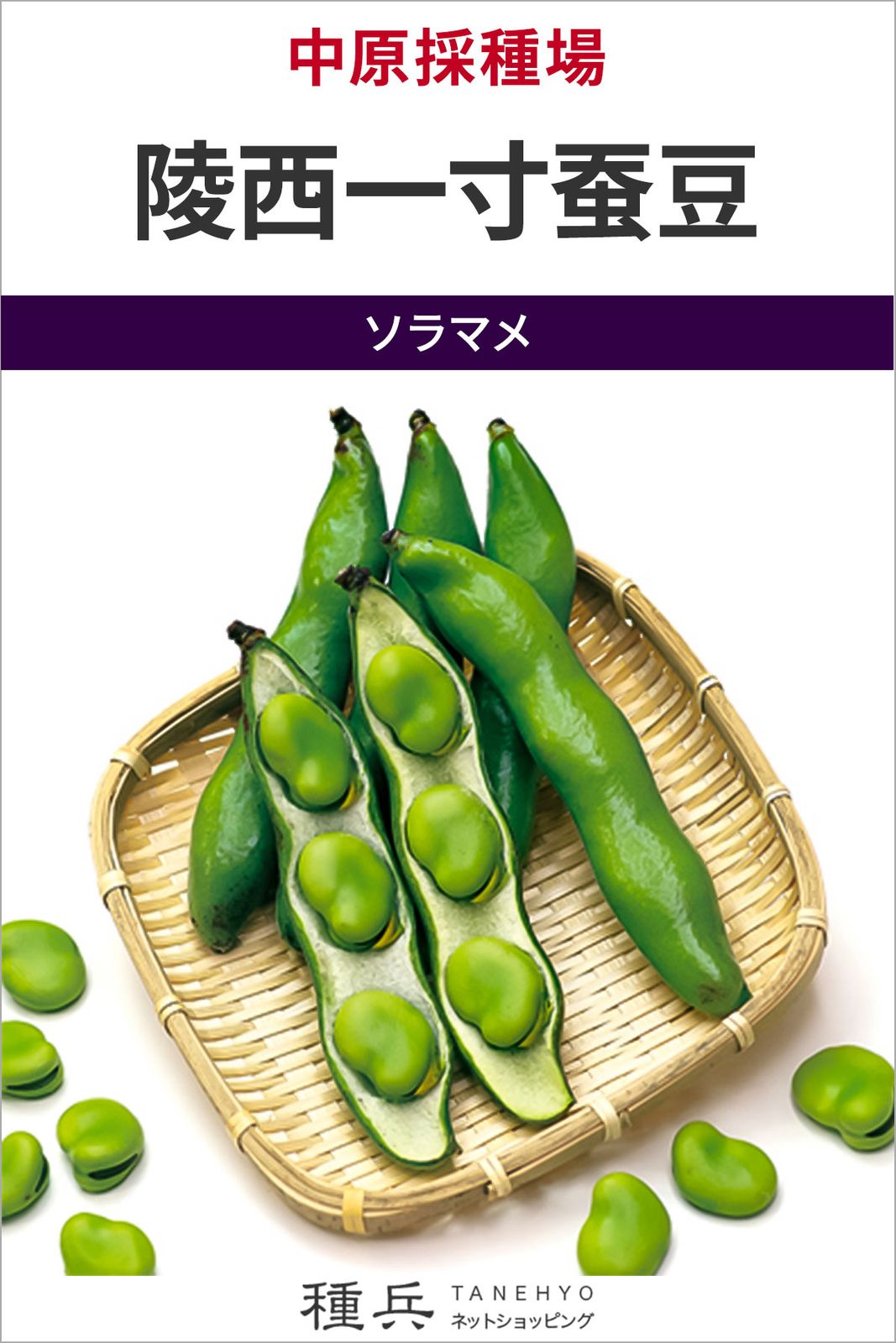 ソラマメ 種 『陵西一寸蚕豆』  中原採種場