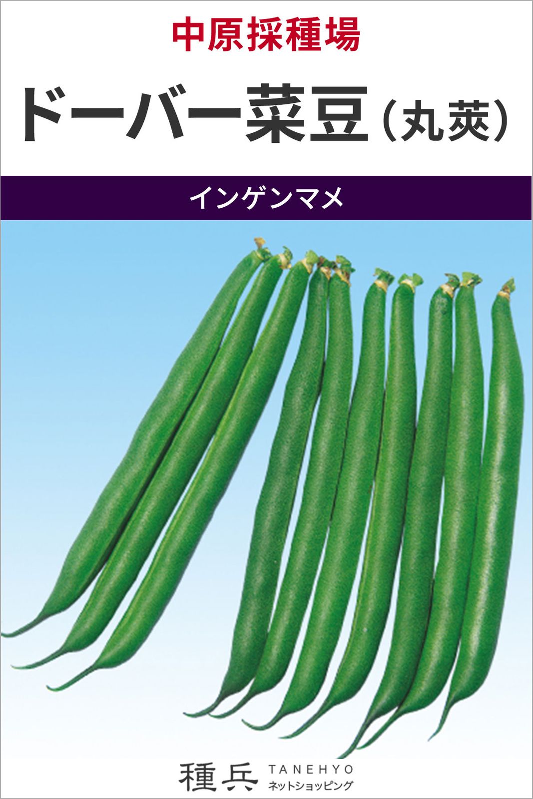 つるなしインゲン 種 『ドーバー菜豆（丸莢）』  中原採種場