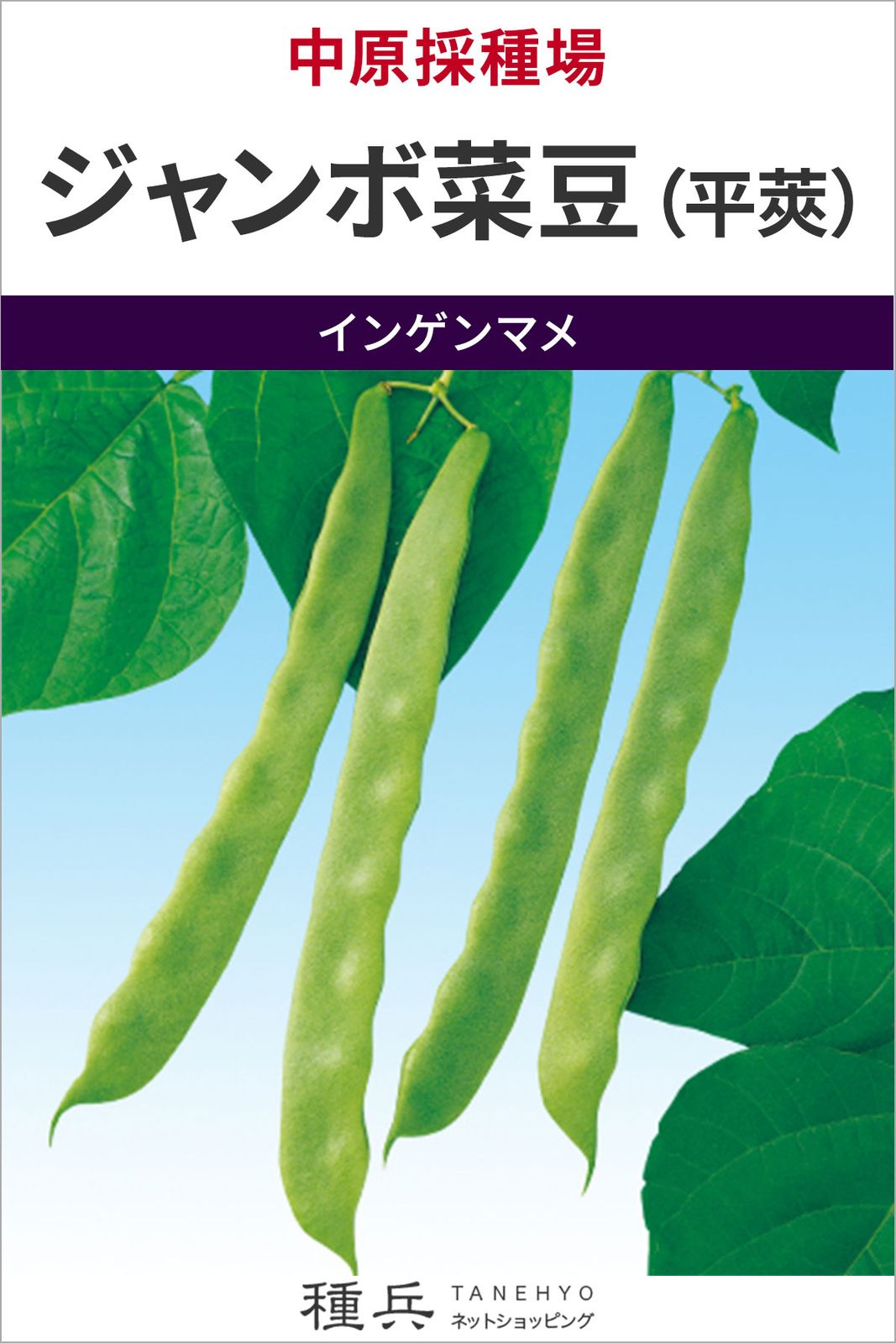 つるありインゲン 種 『ジャンボ菜豆（平莢）』 中原採種場 | たね