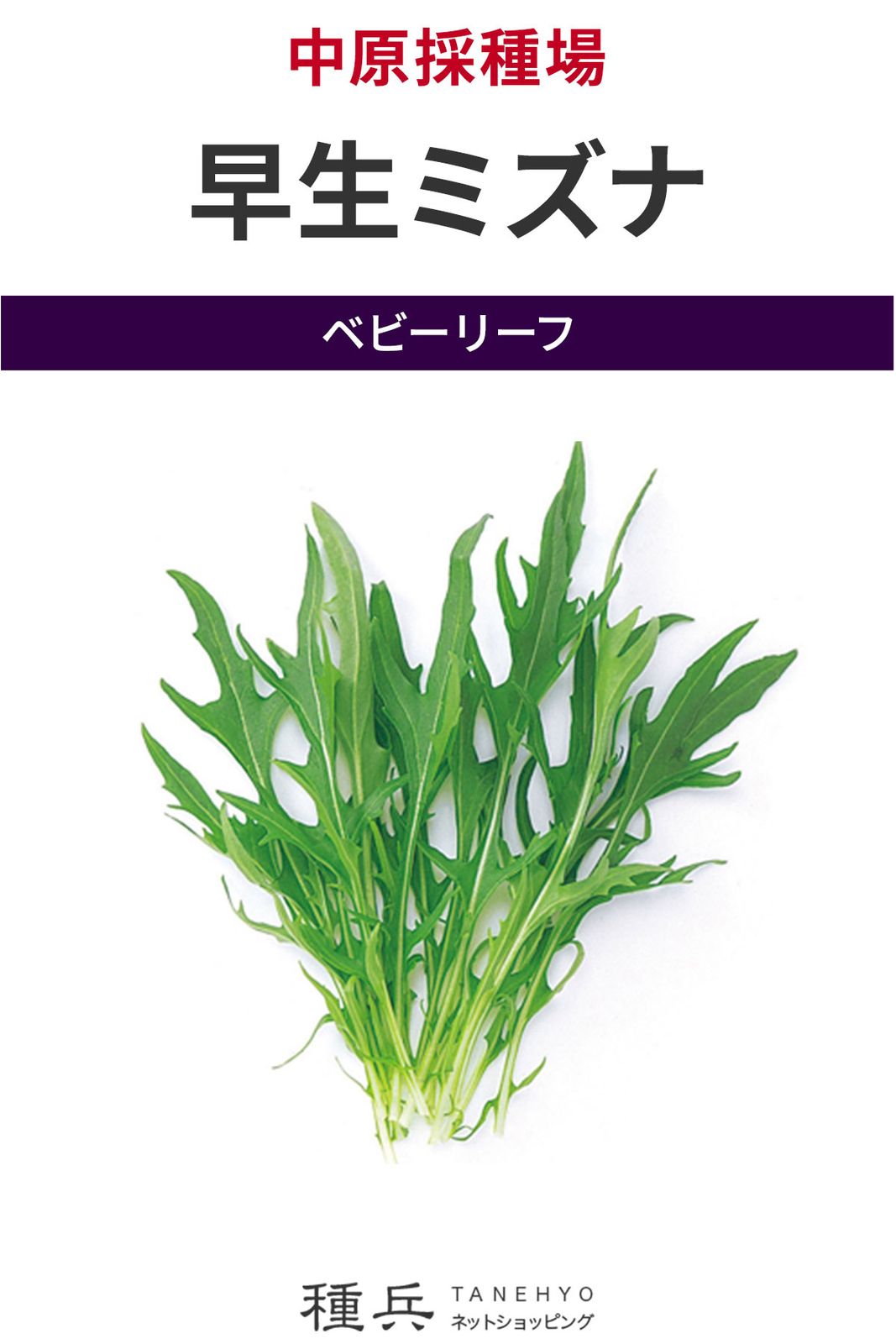 ベビーリーフ 種 『早生ミズナ』  中原採種場