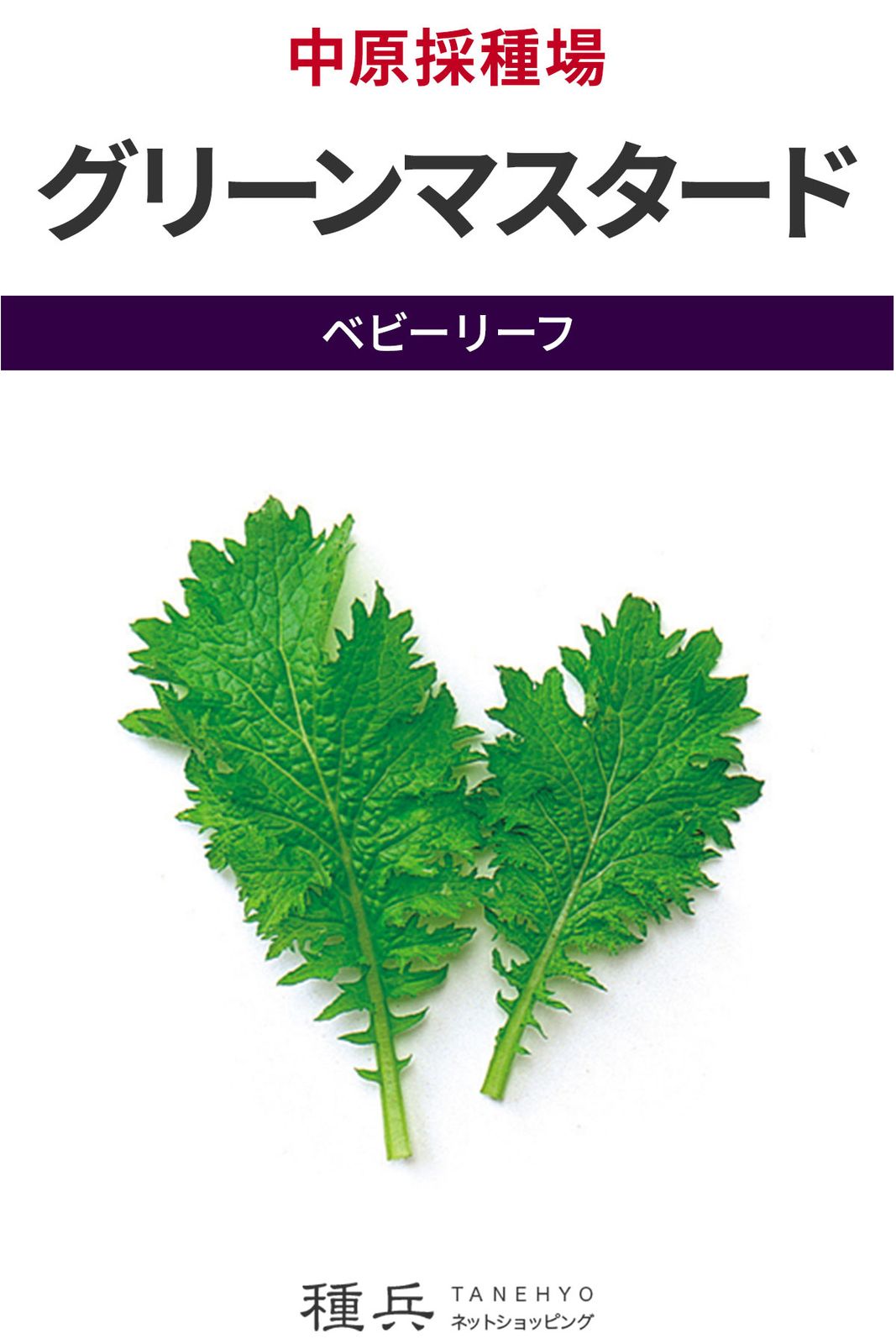ベビーリーフ 種 『グリーンマスタード』  中原採種場