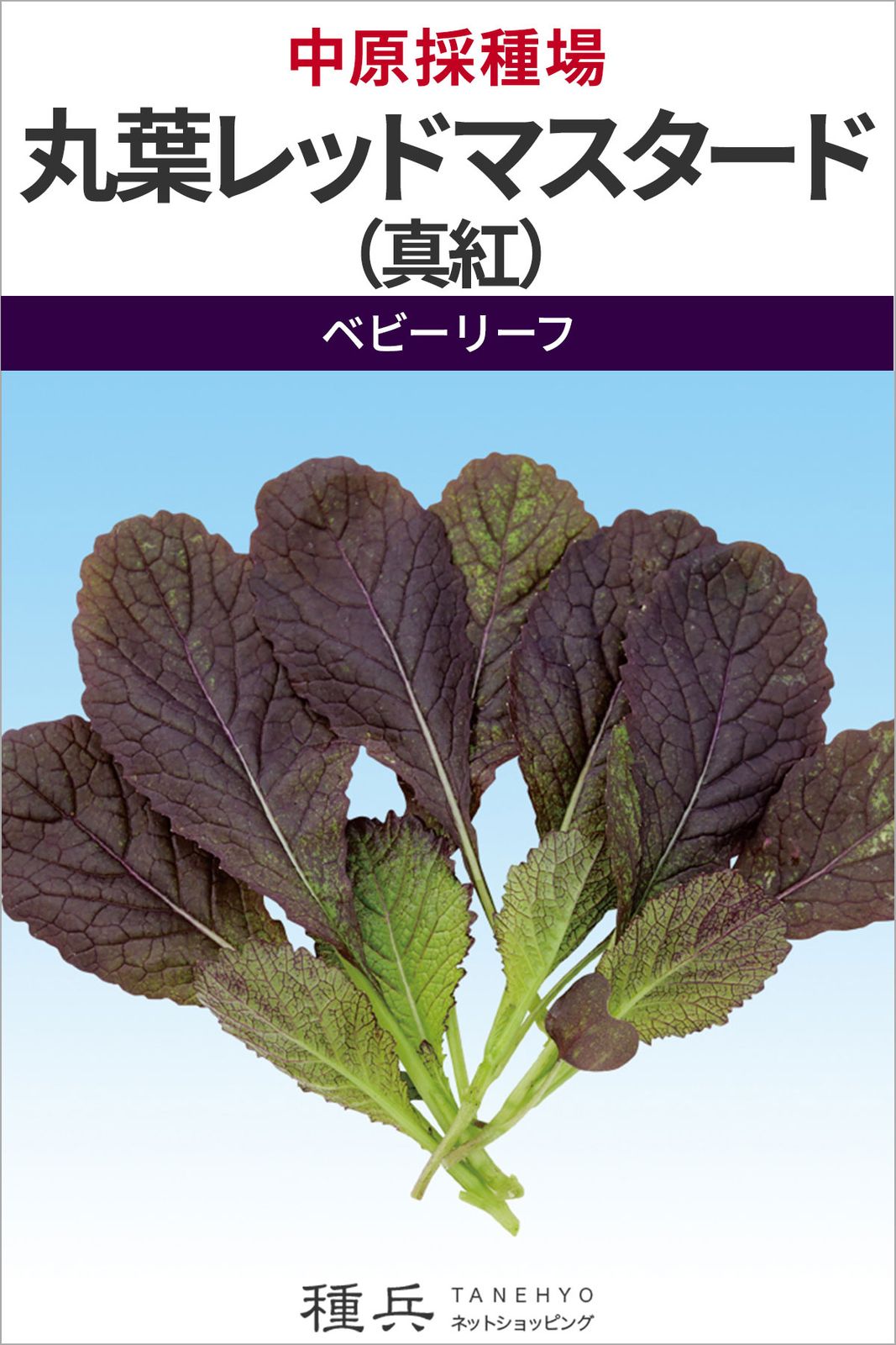 ベビーリーフ 種 『丸葉レッドマスタード（真紅）』  中原採種場