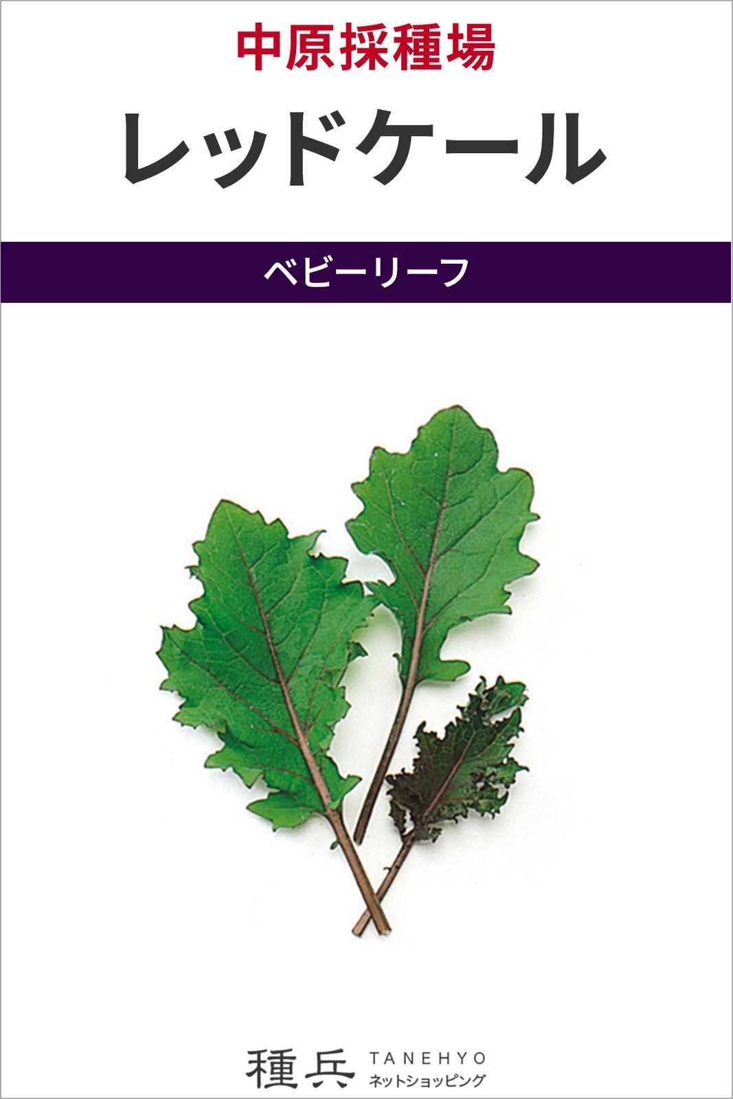 ベビーリーフ 種 『レッドケール』  中原採種場