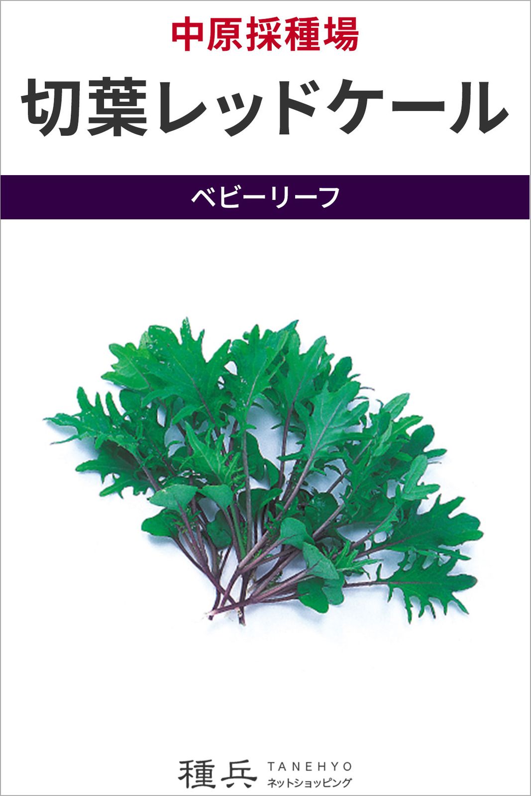 ベビーリーフ 種 『切葉レッドケール』  中原採種場