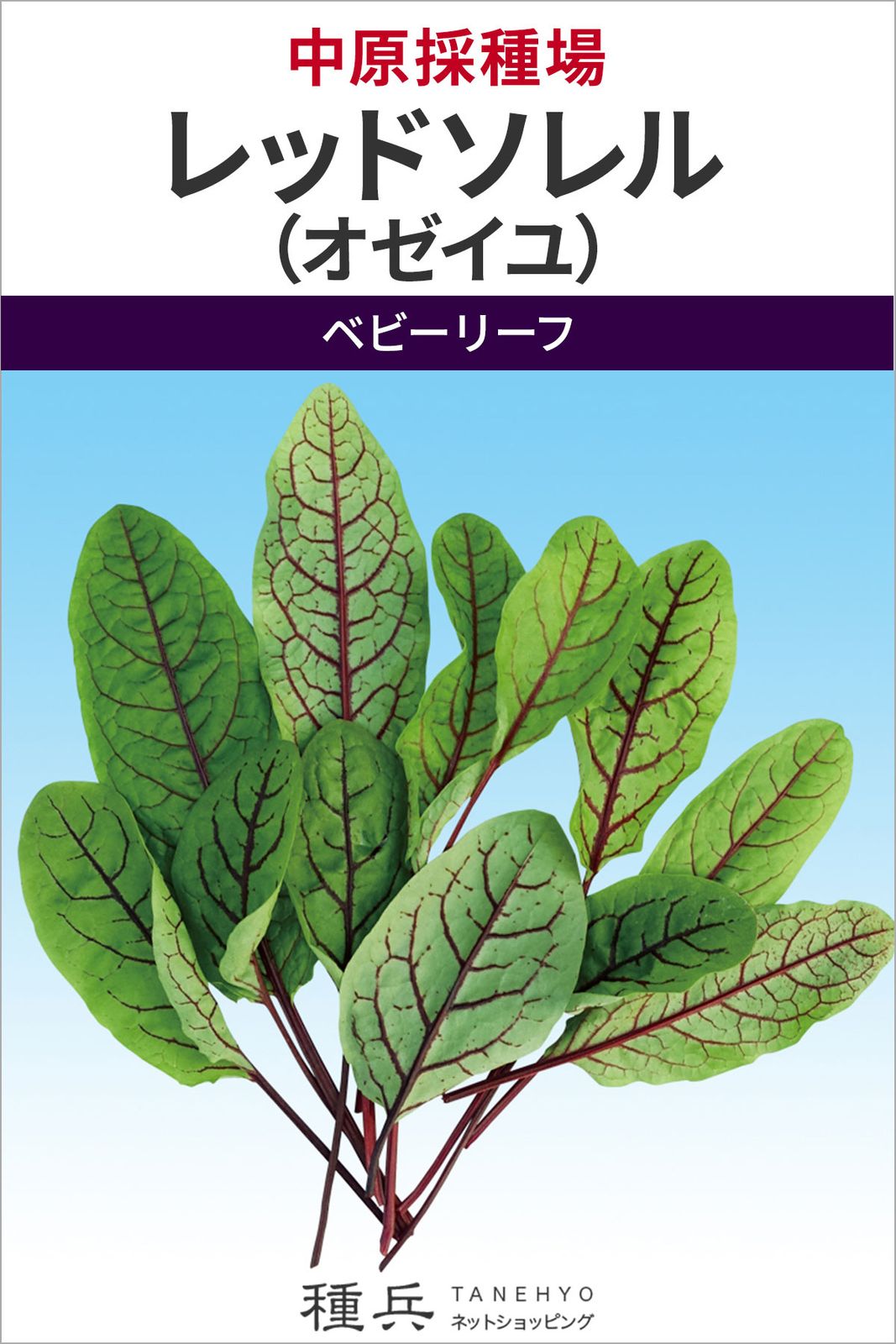 ベビーリーフ 種 『レッドソレル（オゼイユ）』  中原採種場