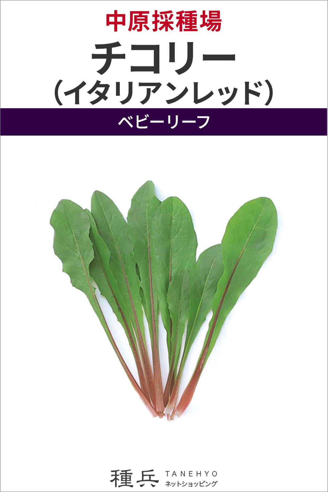 ベビーリーフ 種 『チコリー（イタリアンレッド）』  中原採種場