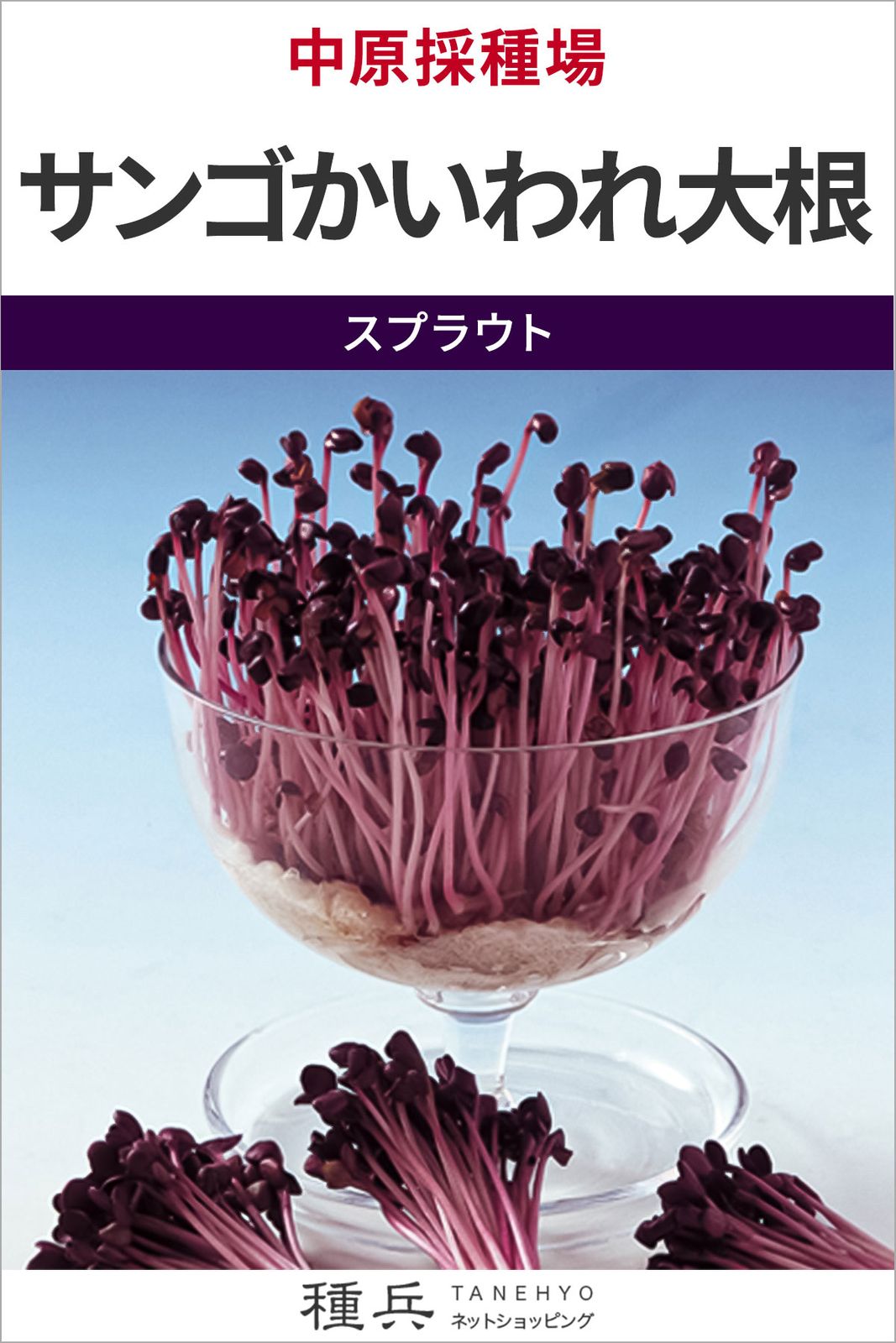 スプラウト 種 『サンゴかいわれ大根』  中原採種場