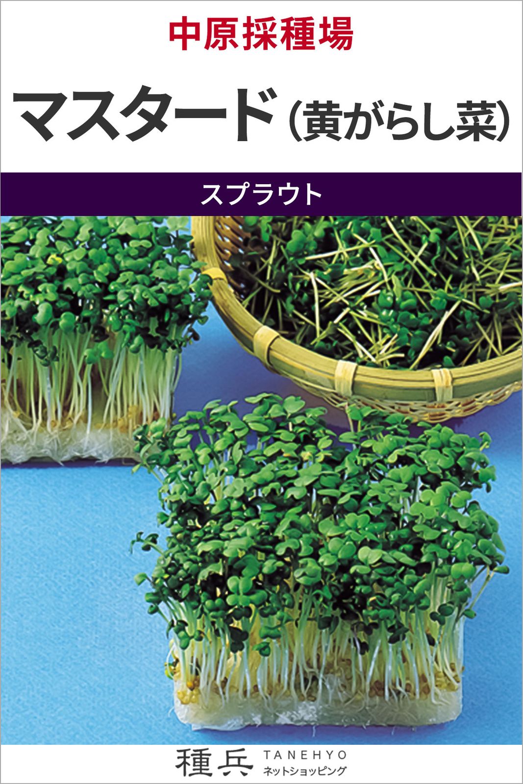 スプラウト 種 『マスタード（黄がらし菜）』  中原採種場