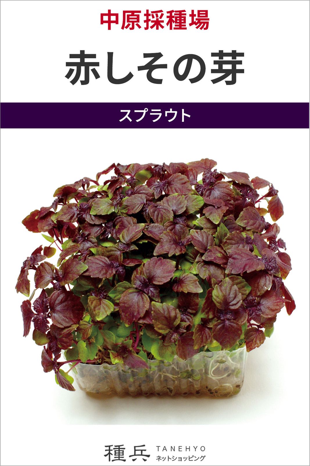 スプラウト 種 『赤しその芽』  中原採種場