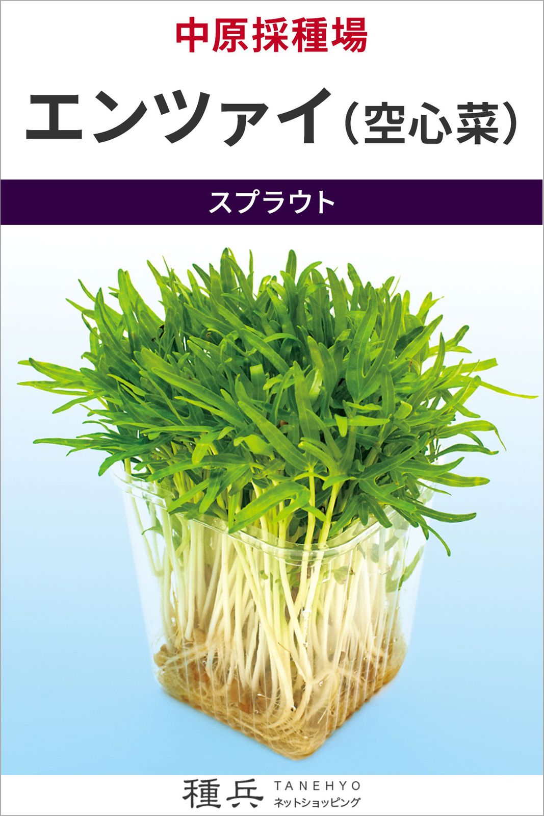 スプラウト 種 『エンツァイ（空心菜）』  中原採種場