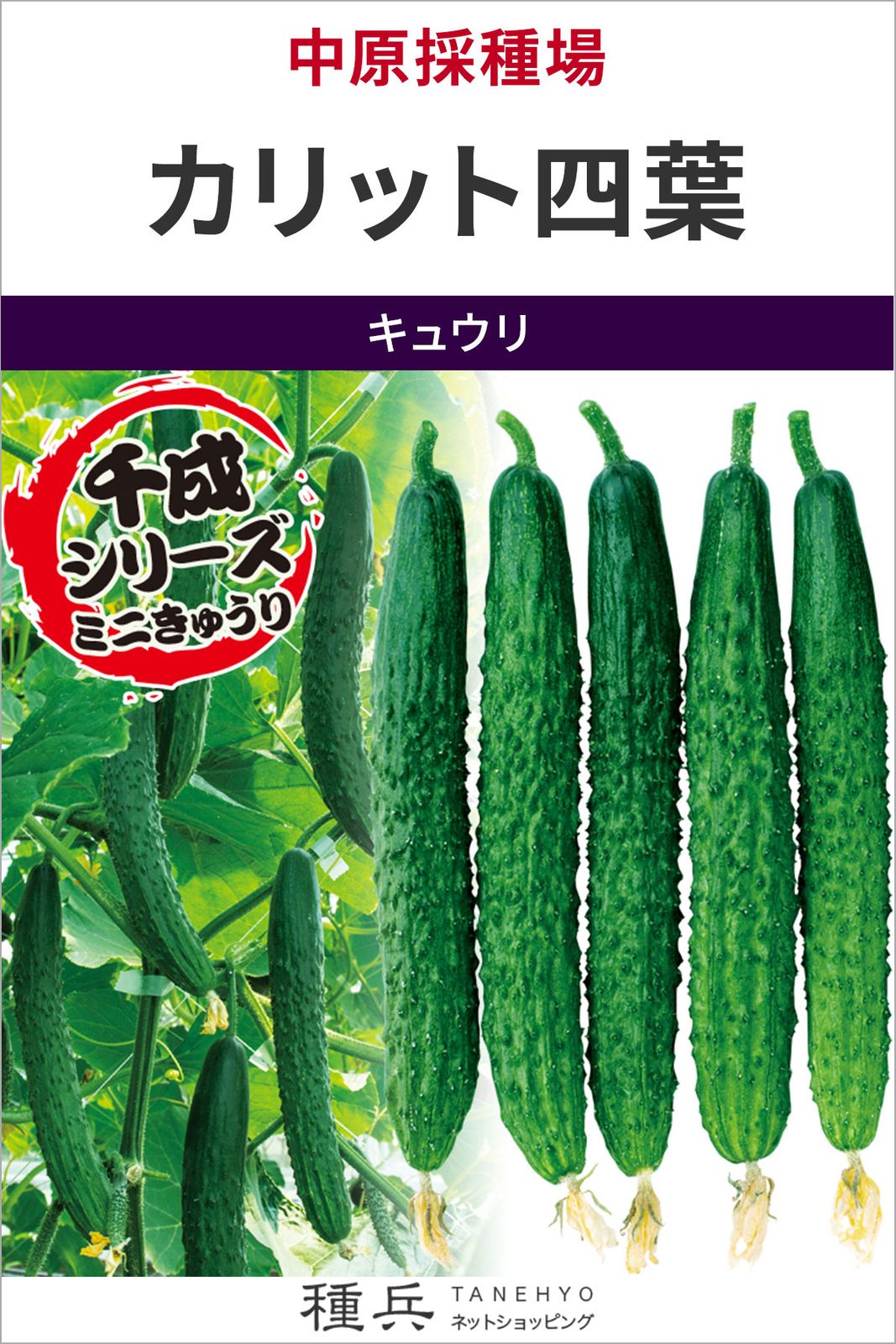 四葉ミニキュウリ 種 『カリット四葉』  中原採種場