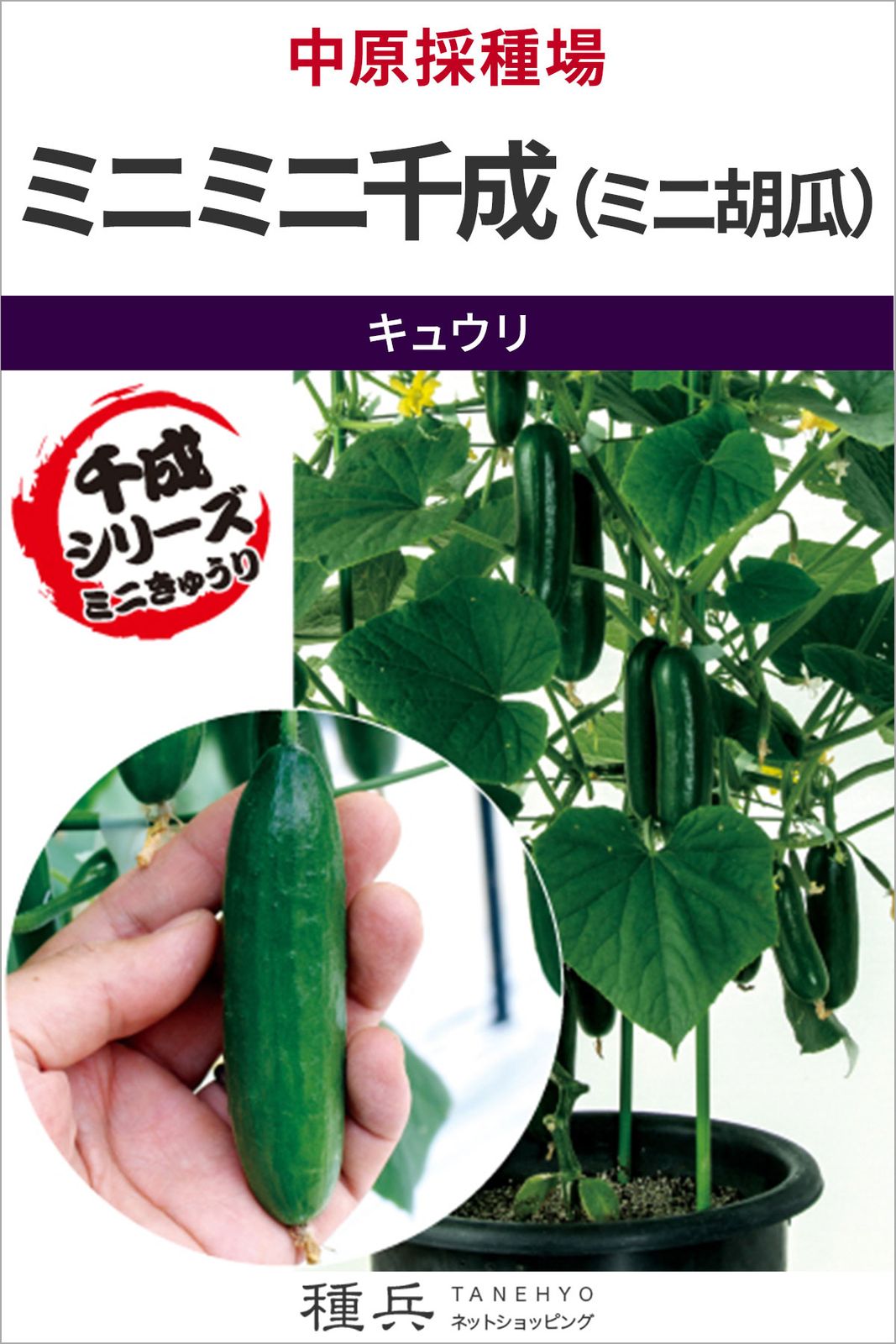 ミニキュウリ 種 『ミニミニ千成』  中原採種場