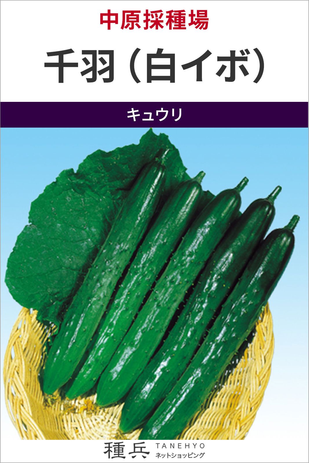 キュウリ 種 『千羽（白イボ）』  中原採種場