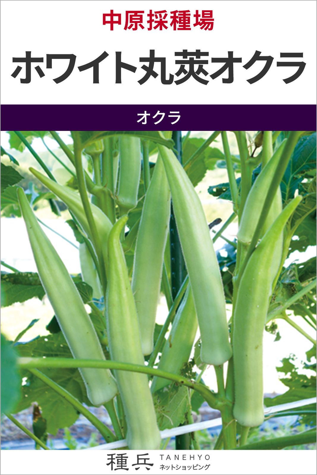 丸莢オクラ 種 『ホワイト丸莢オクラ』  中原採種場