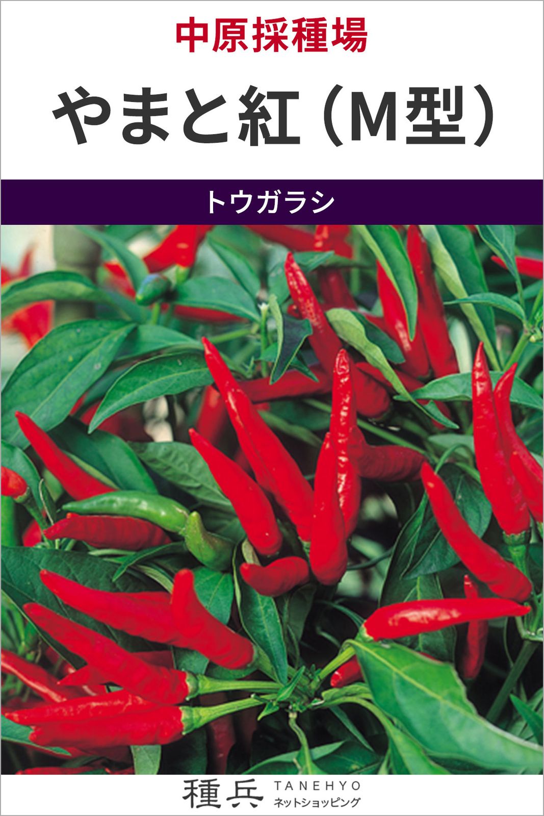 トウガラシ 種 『やまと紅（M型）』  中原採種場