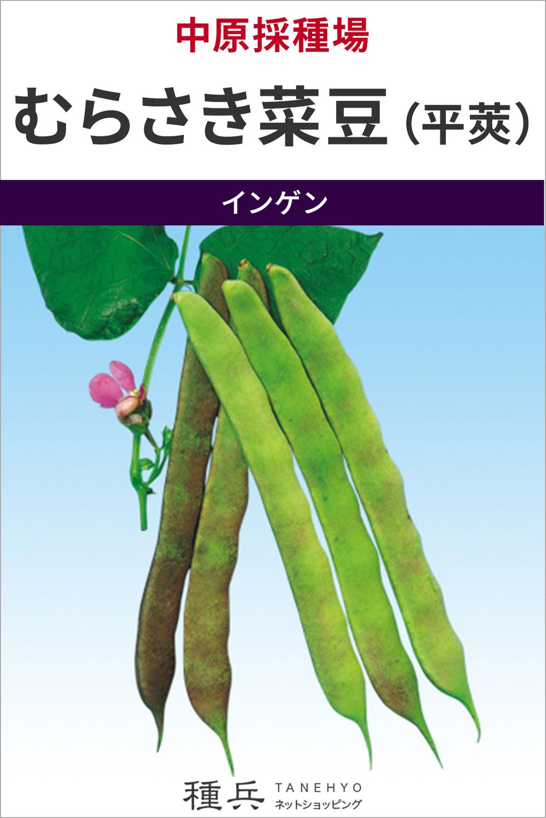 つるありインゲン 種 『むらさき菜豆（平莢）』  中原採種場