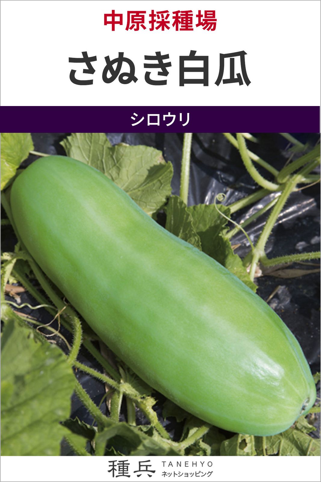 シロウリ 種 『さぬき白瓜』  中原採種場
