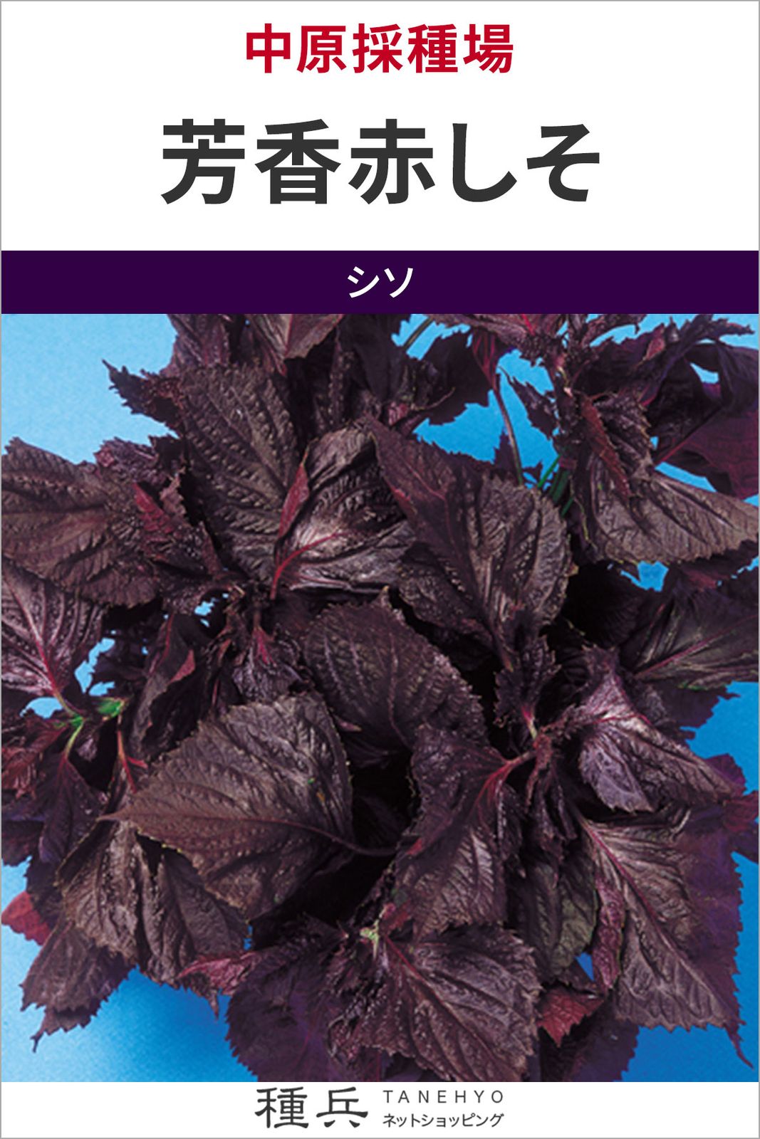 シソ 種 『芳香赤しそ　』  中原採種場