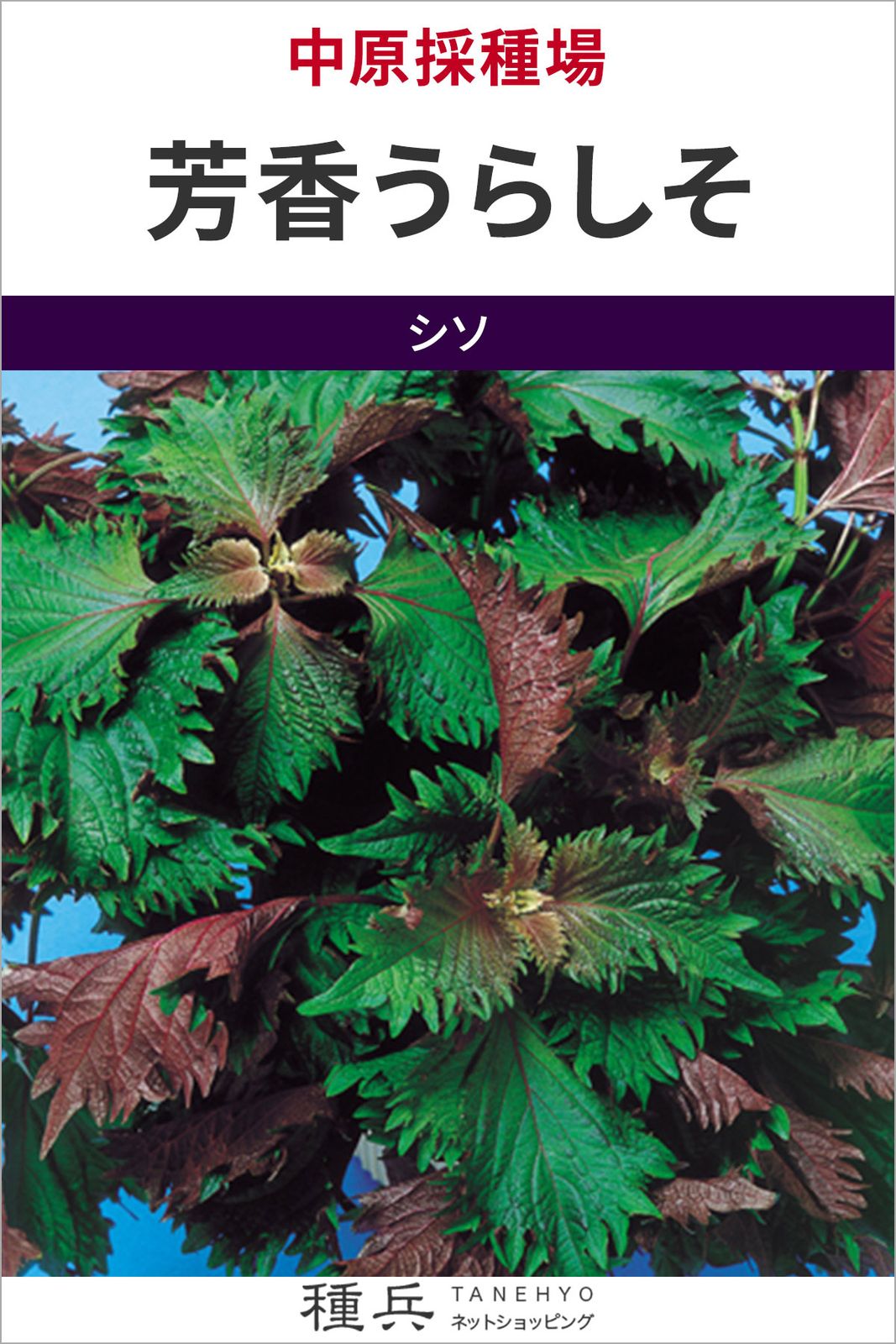 シソ 種 『芳香うらしそ』  中原採種場