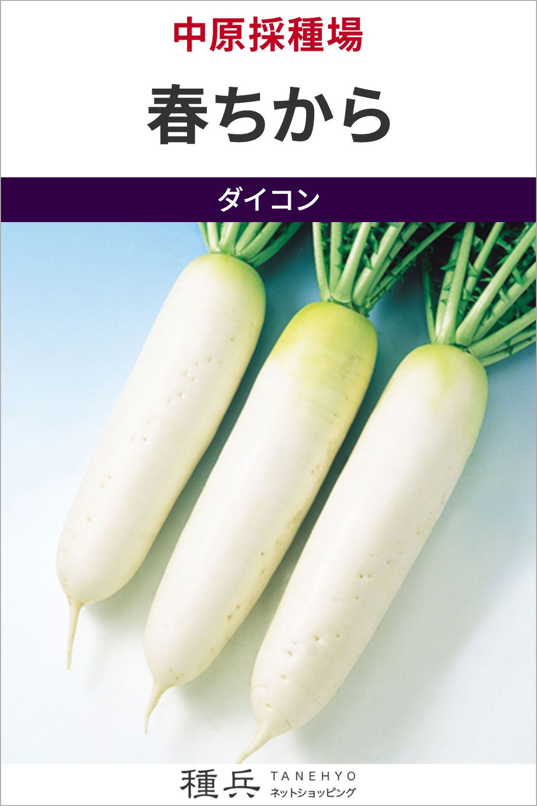 ダイコン 種 『春ちから』  中原採種場