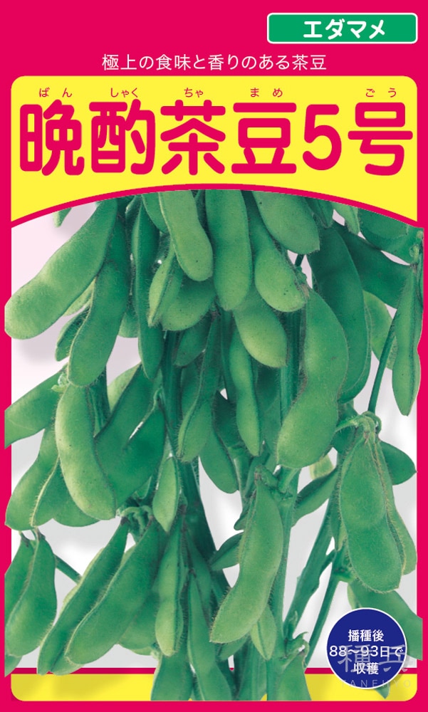 茶豆 種 『晩酌茶豆5号』  武蔵野種苗園