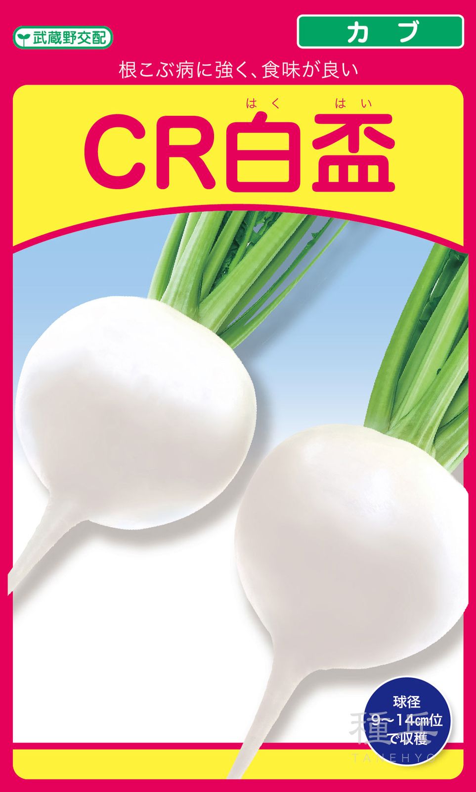 中カブ 種 『CR白盃』  武蔵野種苗園