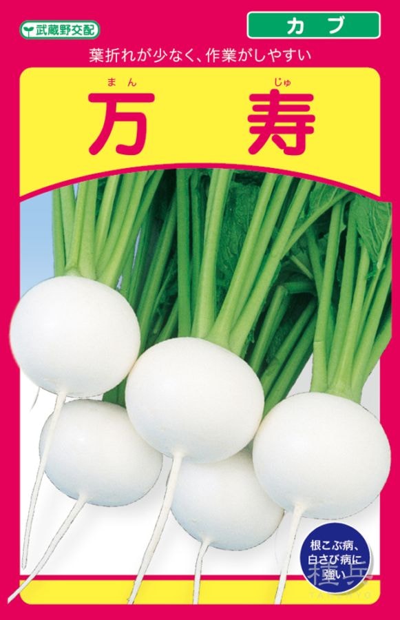 小カブ 種 『万寿』  武蔵野種苗園