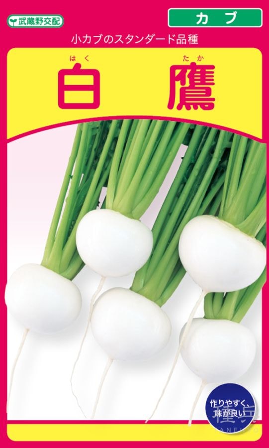 小カブ 種 『白鷹』  武蔵野種苗園