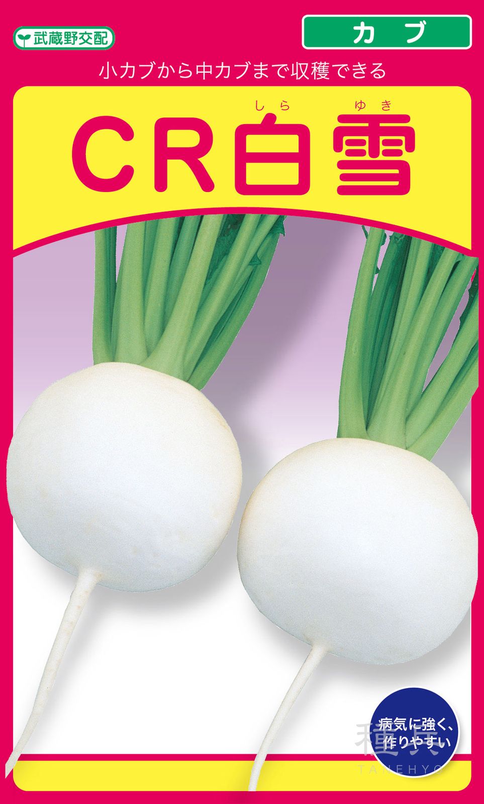 中カブ 種 『CR白雪』  武蔵野種苗園
