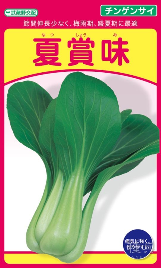 チンゲンサイ 種 『夏賞味』  武蔵野種苗園
