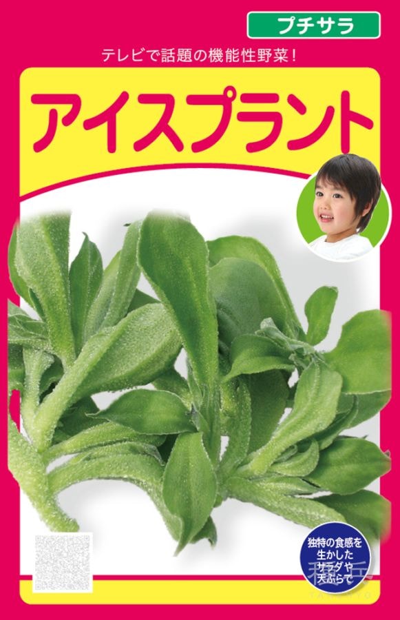 アイスプラント 種 『プチサラ』  武蔵野種苗園