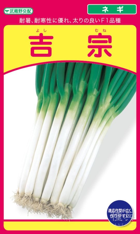 根深ネギ 種 『吉宗』  武蔵野種苗園
