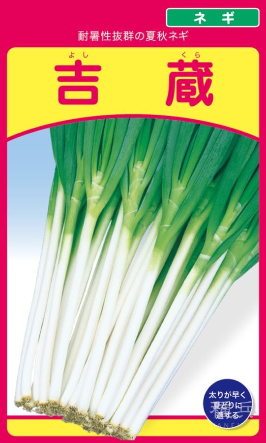 根深ネギ 種 『吉蔵』  武蔵野種苗園