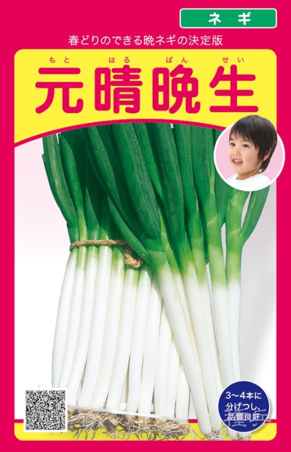 根深ネギ 種 『元晴晩生』  武蔵野種苗園