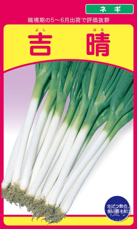 根深ネギ 種 『吉晴』  武蔵野種苗園