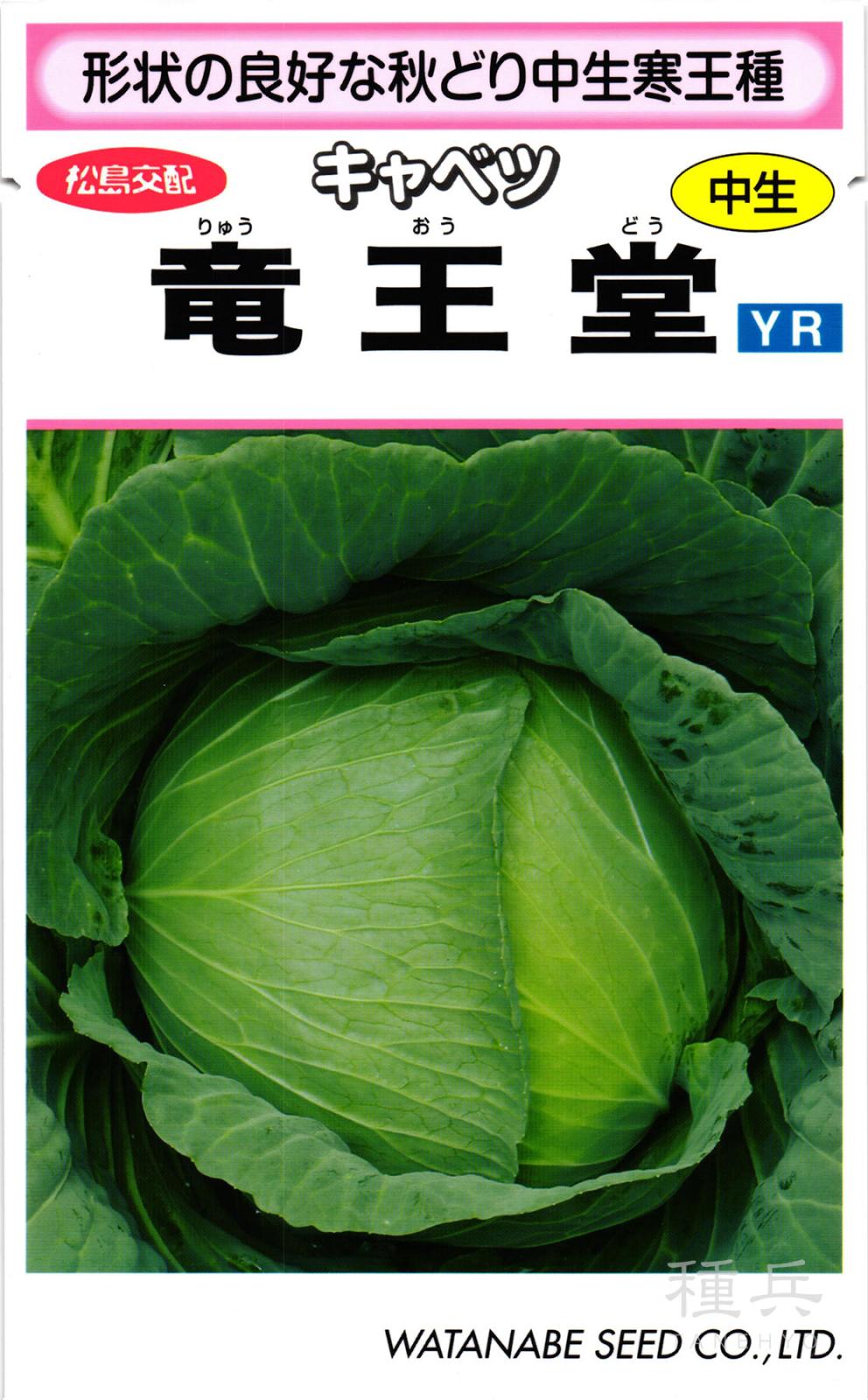 寒玉キャベツ 種 『竜王堂』  渡辺採種場
