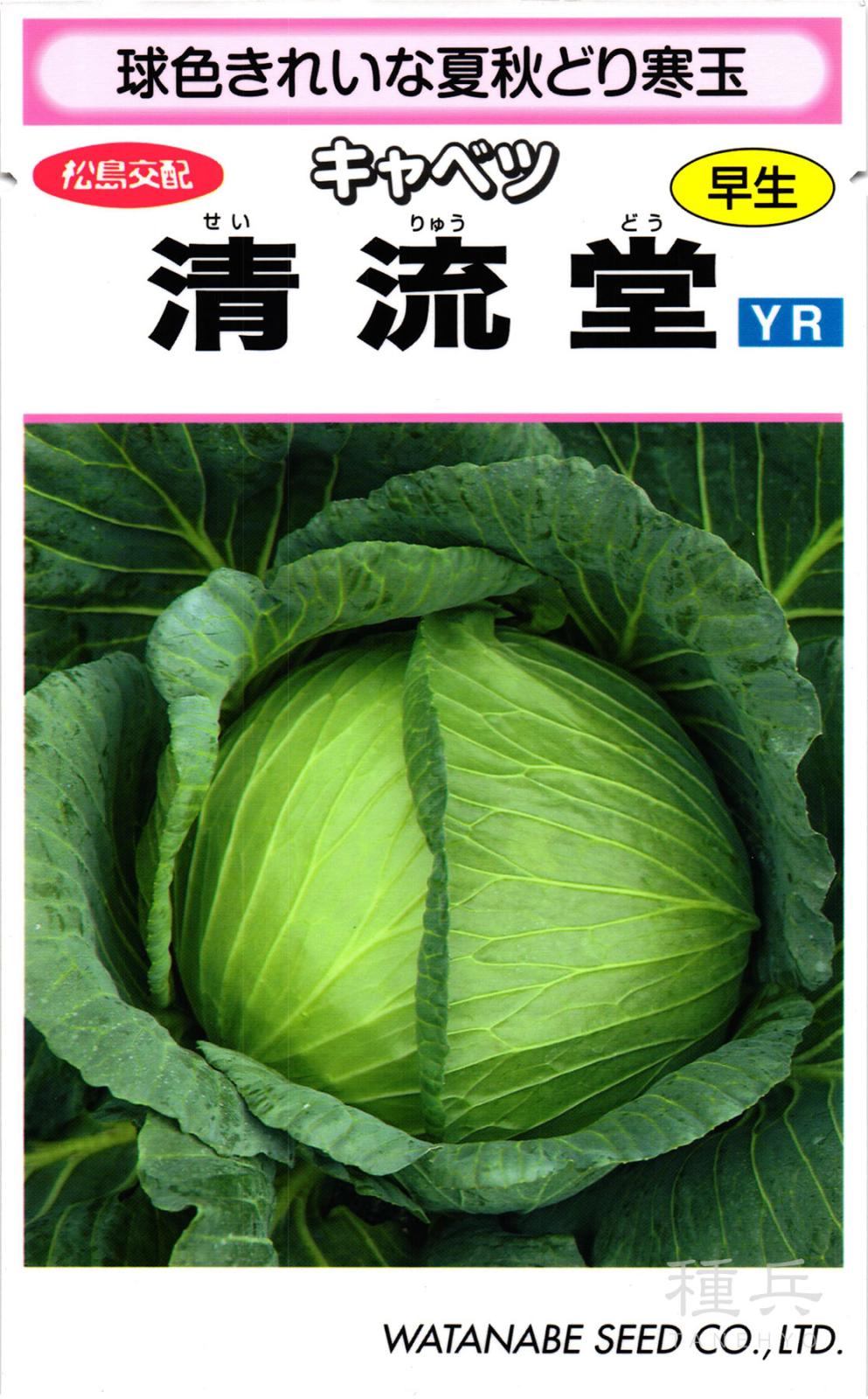寒玉キャベツ 種 『清流堂』  渡辺採種場