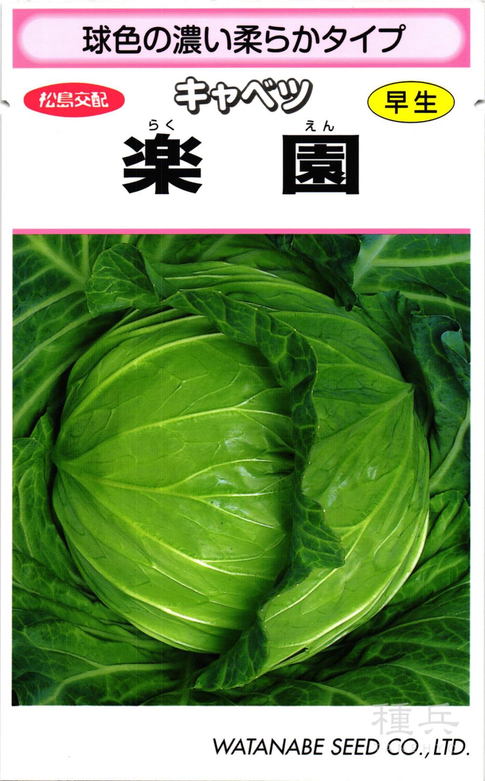 春系キャベツ 種 『楽園』  渡辺採種場