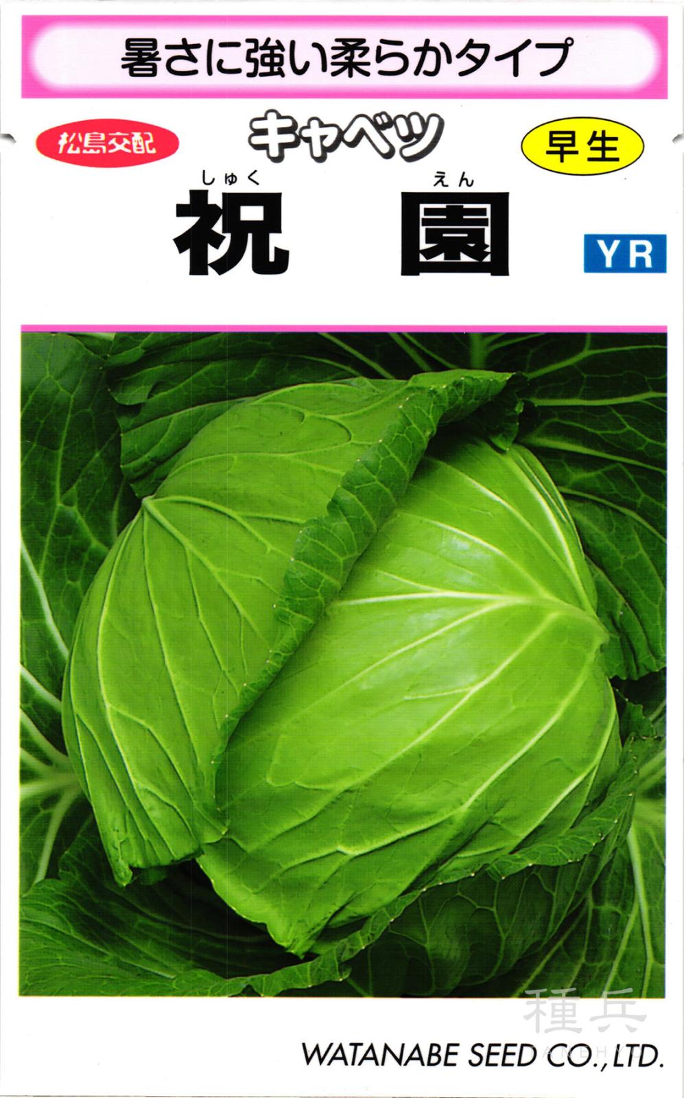 春系キャベツ 種 『祝園』  渡辺採種場