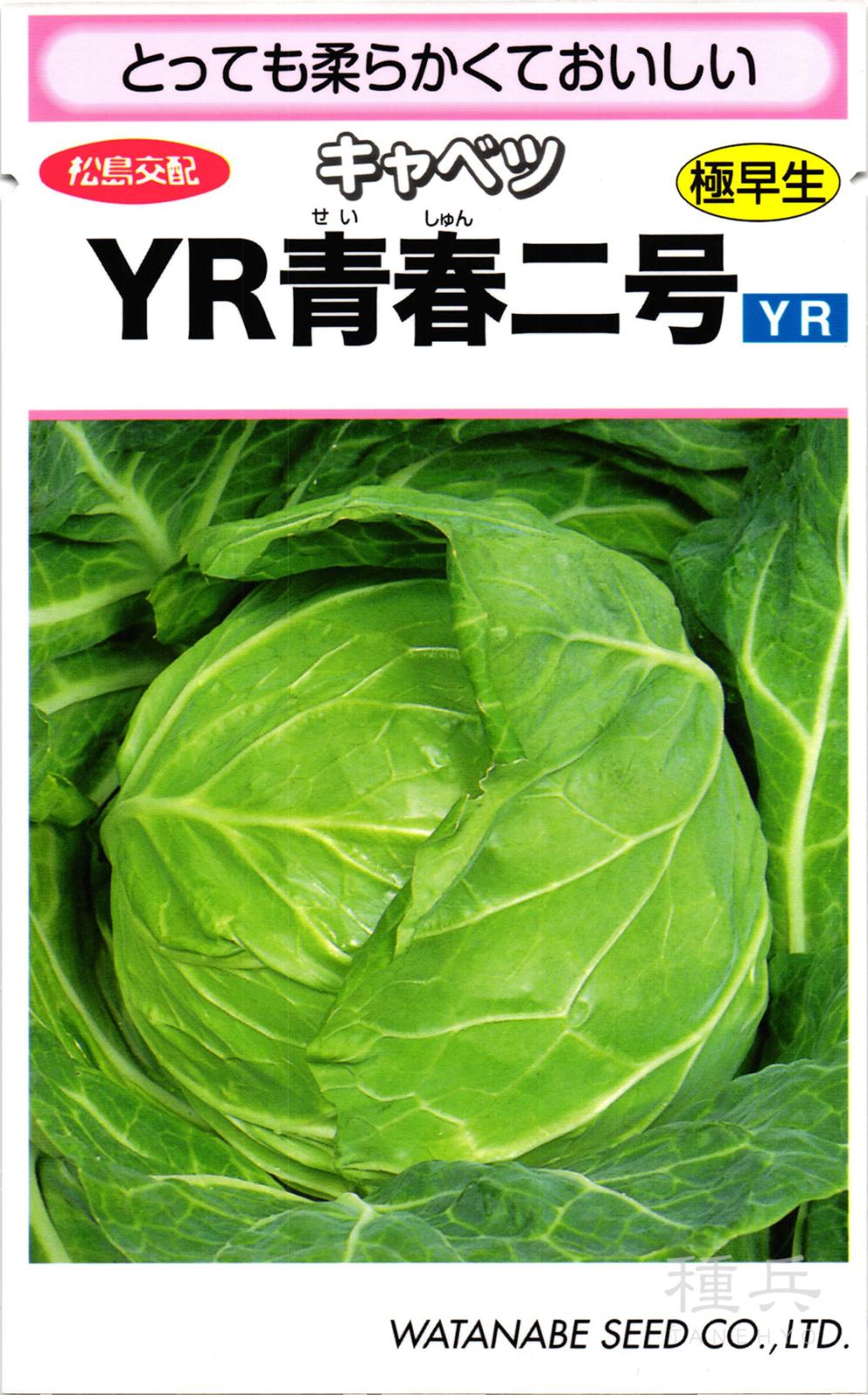 春系キャベツ 種 『YR青春二号』  渡辺採種場