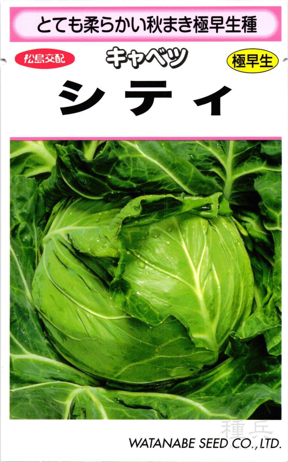 春系キャベツ 種 『シティ』  渡辺採種場