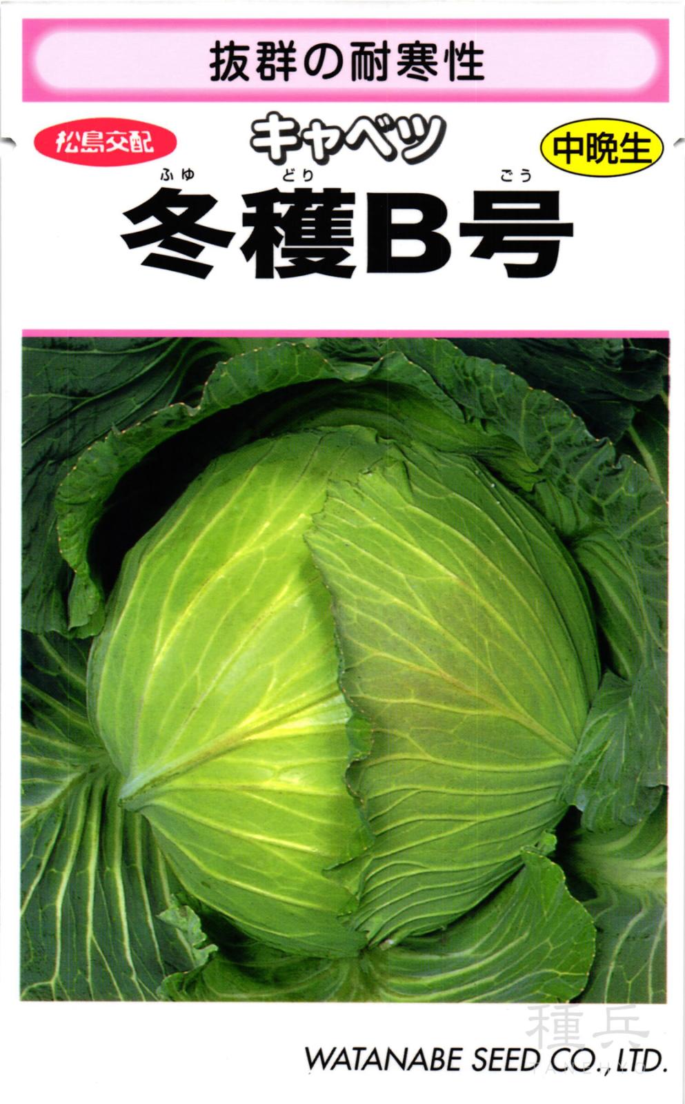 寒玉キャベツ 種 『冬穫B号』  渡辺採種場