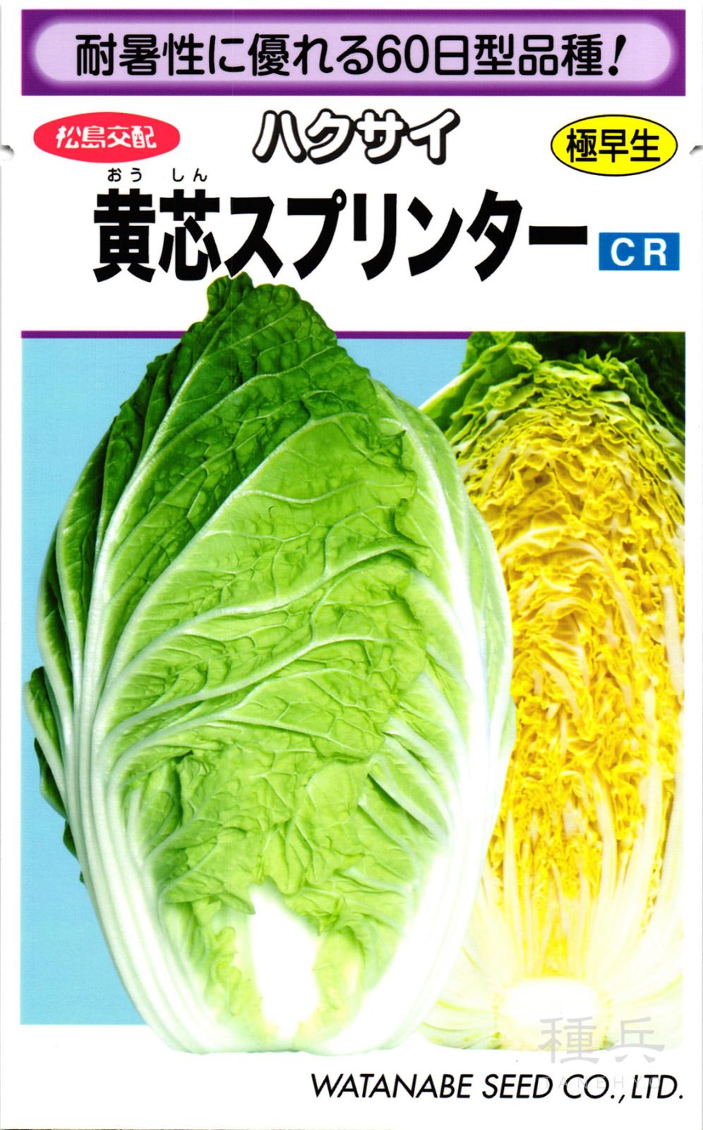 黄芯系ハクサイ 種 『黄芯スプリンター』  渡辺採種場