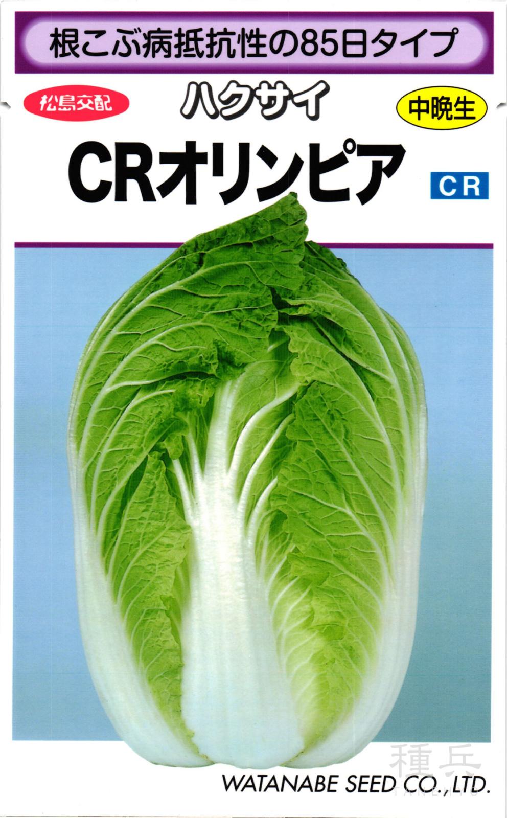 中晩生ハクサイ 種 『CRオリンピア』  渡辺採種場