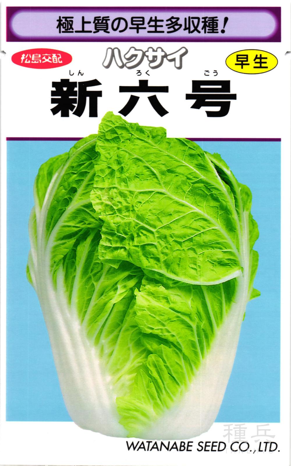 早生ハクサイ 種 『新六号』  渡辺採種場