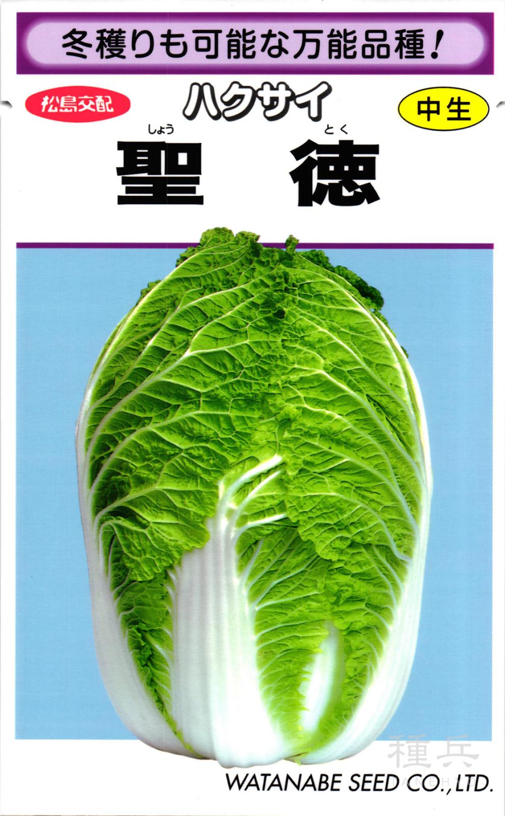 中生ハクサイ 種 『聖徳』  渡辺採種場
