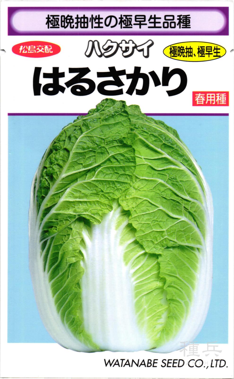 超極早生ハクサイ 種 『はるさかり』  渡辺採種場