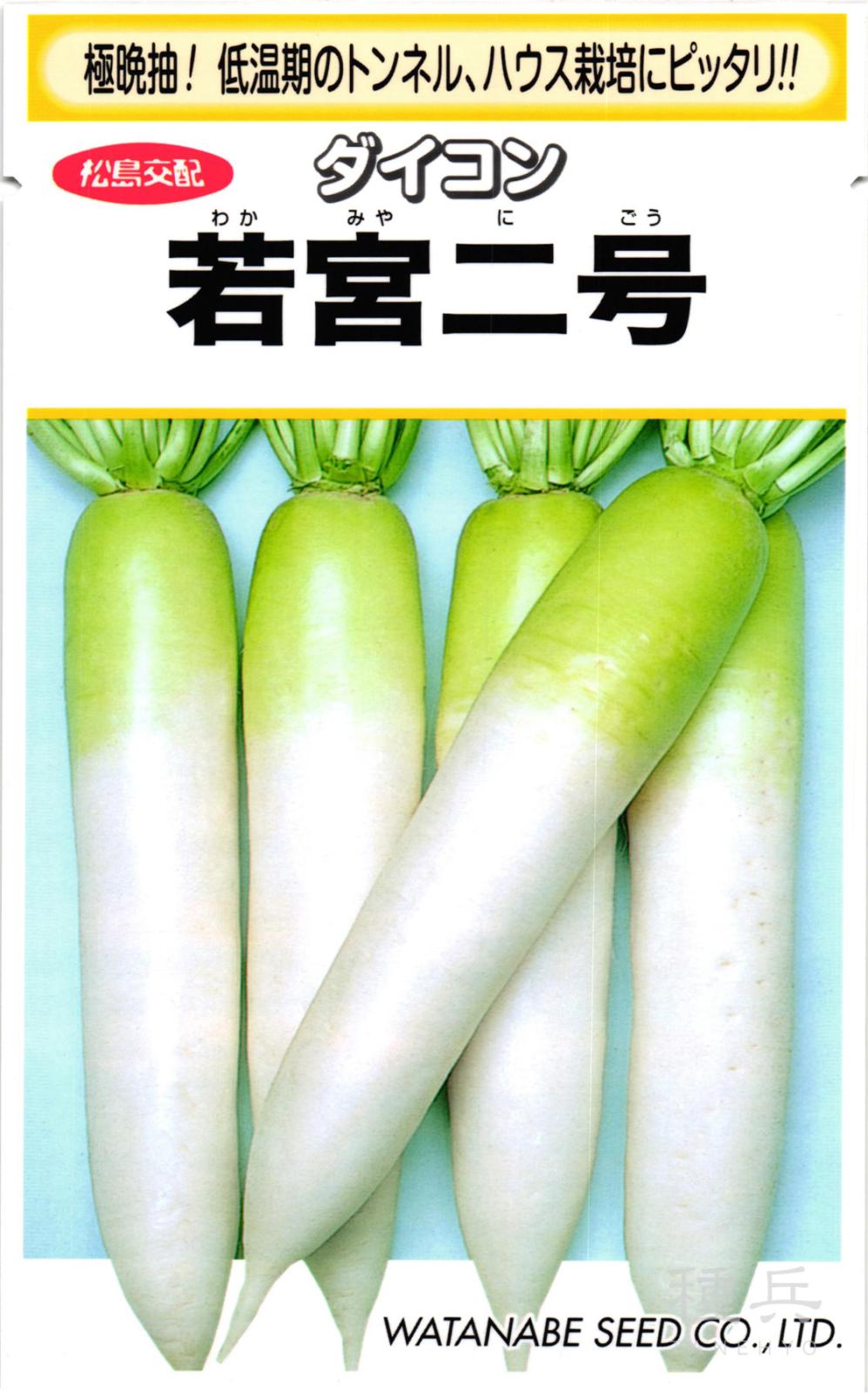 ダイコン 種 『若宮二号』  渡辺採種場