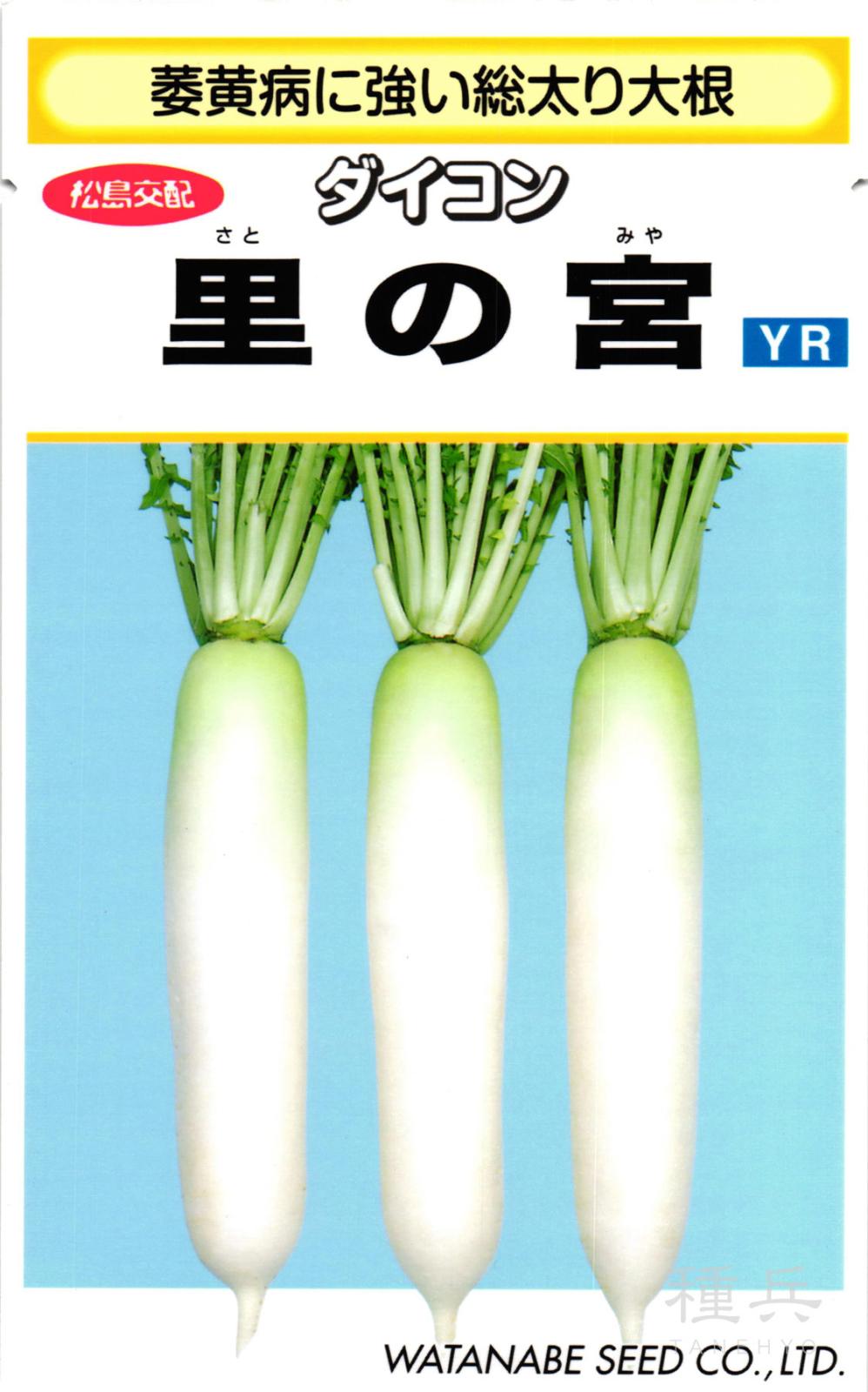ダイコン 種 『里の宮』  渡辺採種場